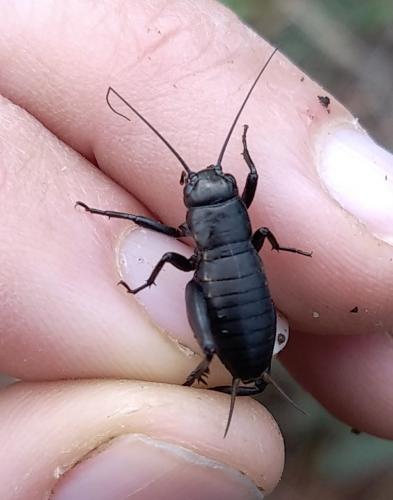 Réf. 294 569 : Gryllinae inconnu